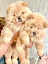 PEDRIGREE AN KC AND CHOW PUPPIES