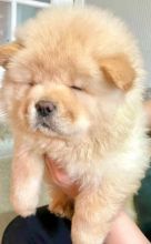CHOW CHOW PUPPIES KC REGISTERED