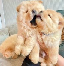 HIGHEST STANDARD CHOW CHOW PUPPIES FOR REHOMING
