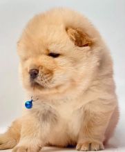 Sweet AND QUALITY CHOW CHOW PUPPIES