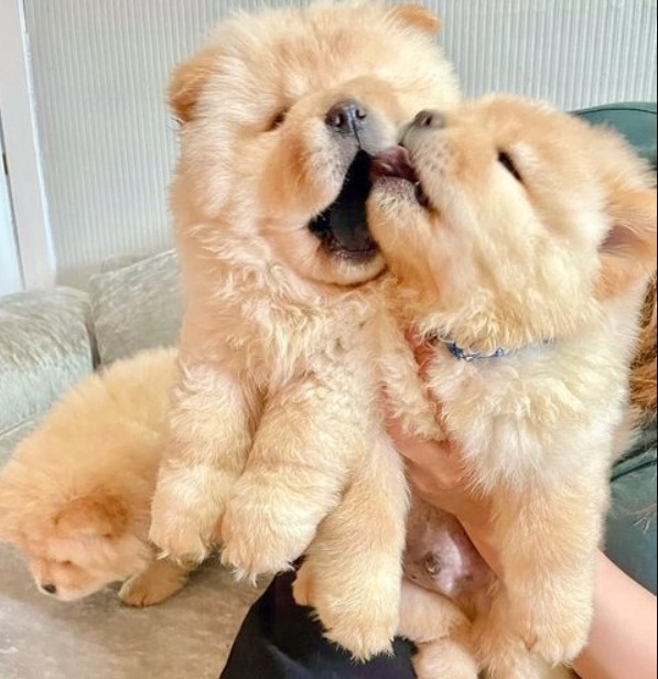 HIGHEST STANDARD CHOW CHOW PUPPIES FOR REHOMING Image eClassifieds4u