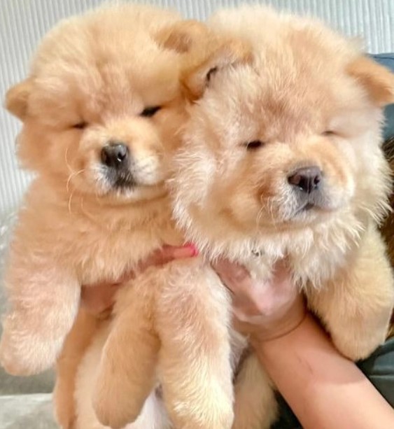 lovely Chow chow babies for rehoming Image eClassifieds4u