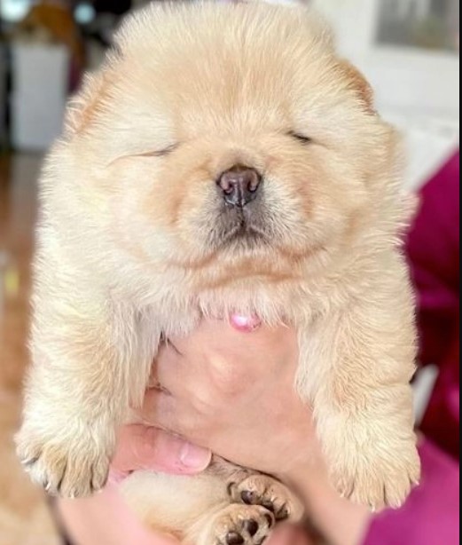OUTSTANDING CHOW CHOW PUPPIES FOR REHOMING Image eClassifieds4u