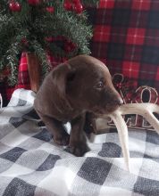 Labrador Retriever Puppies - Updated On All Shots Available For Rehoming