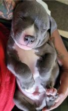 LOVELY CKC PITBULL PUPPIES