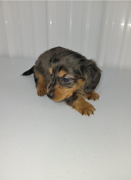Adorable Dachshund puppies for adoption! Image eClassifieds4u