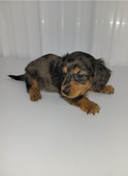 Adorable Dachshund puppies for adoption! Image eClassifieds4u