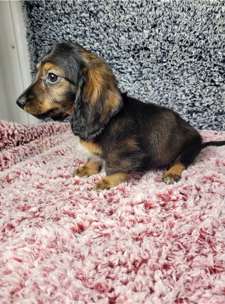 Adorable male and female Dachshund Puppies For Adoption Image eClassifieds4u