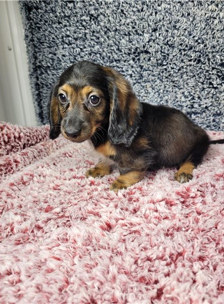 Adorable male and female Dachshund Puppies For Adoption Image eClassifieds4u