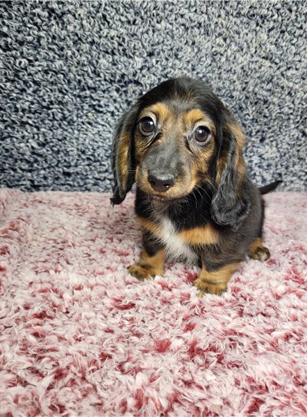 Adorable male and female Dachshund Puppies For Adoption Image eClassifieds4u
