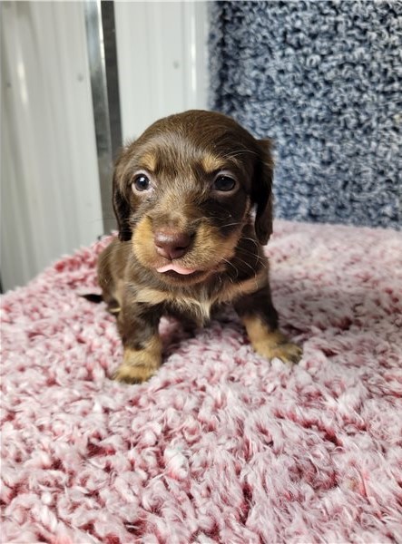 Adorable male and female Dachshund Puppies For Adoption Image eClassifieds4u