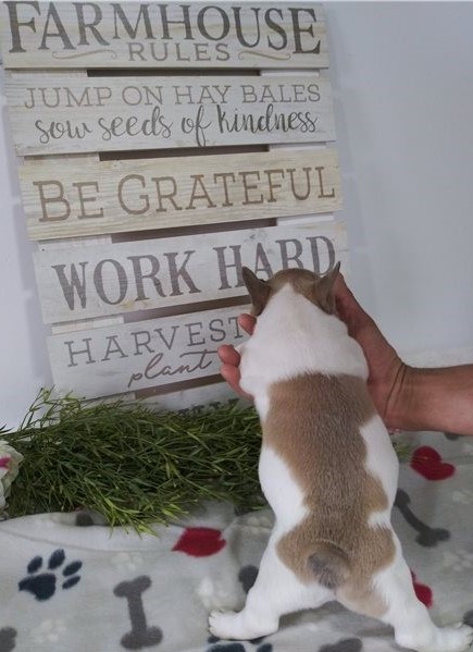 Amazing French Bulldog For You Image eClassifieds4u