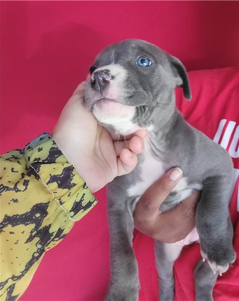 American blue nose pit bull Image eClassifieds4u