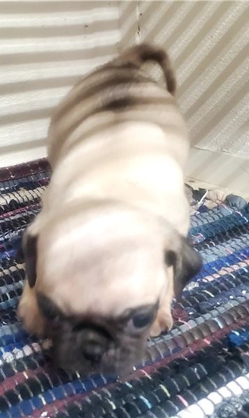 Beautiful Pug Puppies Available Image eClassifieds4u