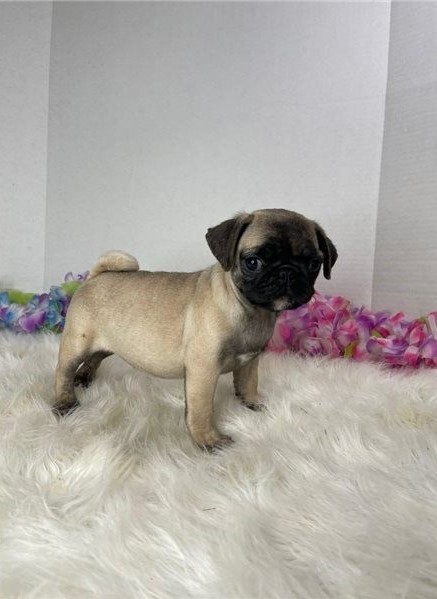 Beautiful Pug Puppies Image eClassifieds4u