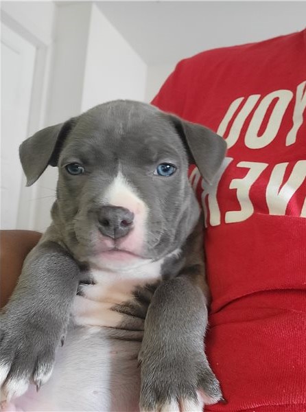 Blue nose American Pit bull terrier puppies available Image eClassifieds4u