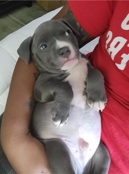 Blue nose American Pit bull terrier puppies available Image eClassifieds4u