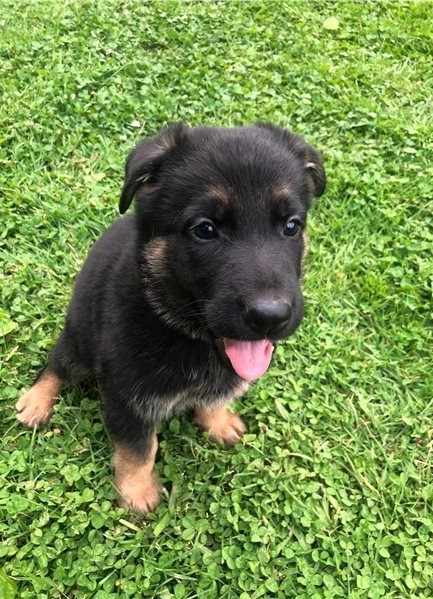 Charming German Shepherd puppies available Image eClassifieds4u