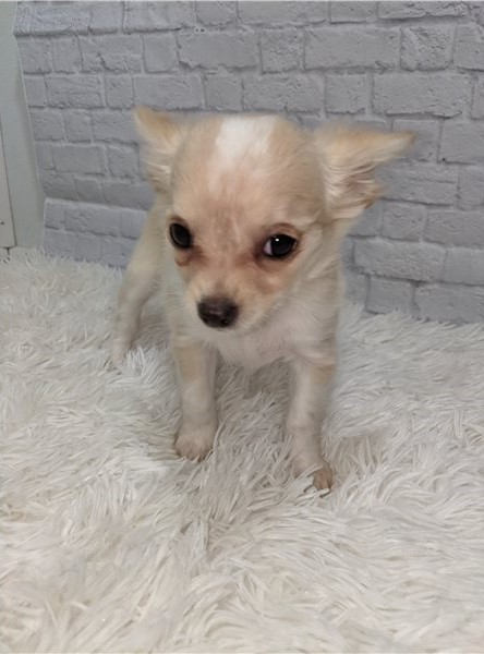 Chihuahua Puppy Best Offer Image eClassifieds4u