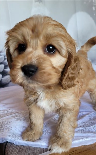 CKC Cavapoo Pups, 2 still available! Ready to go this week! Image eClassifieds4u