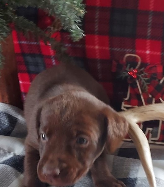 Cute Labrador Retriever Puppies for adoption Image eClassifieds4u