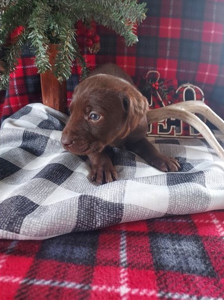 Cute Labrador Retriever Puppies for adoption Image eClassifieds4u