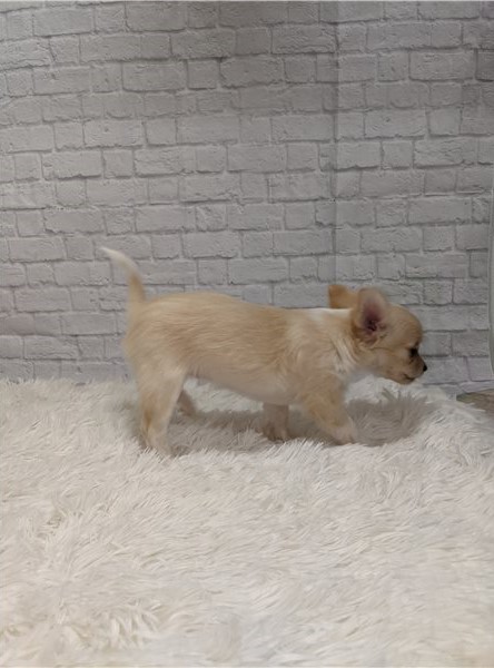 Cute Lovely Chihuahua Puppies Male and Female for adoption Image eClassifieds4u