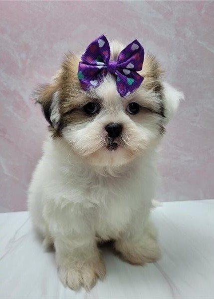 Cute Shih Tzu Puppies available Image eClassifieds4u