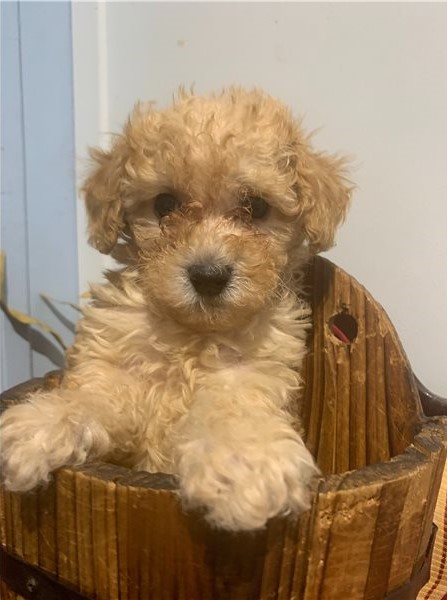 Cute Toy Poodle puppies for Re-homing. Image eClassifieds4u