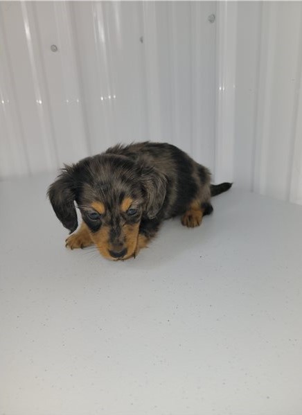 Dachshund Puppies Image eClassifieds4u