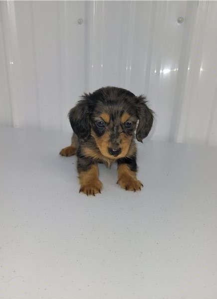 Dachshund Puppies Image eClassifieds4u