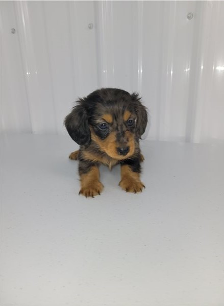 Dachshund puppies Available Miniature Male and Female Available Image eClassifieds4u