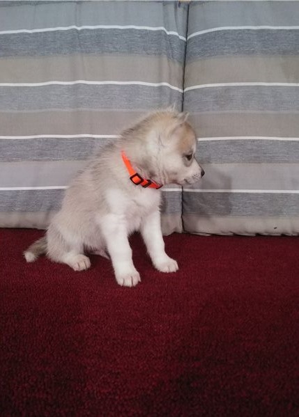 Excellent Siberian Husky puppies for adoption Image eClassifieds4u