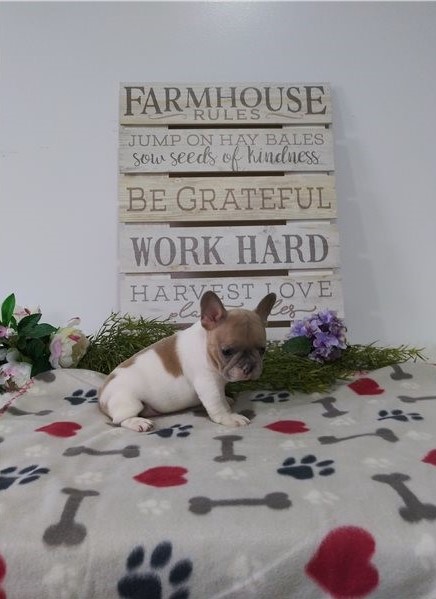 French Bulldog puppies Image eClassifieds4u