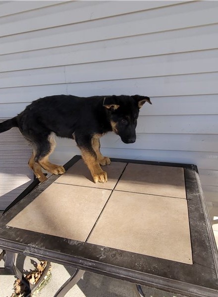 German Shepherd Puppies looking for new homes Image eClassifieds4u