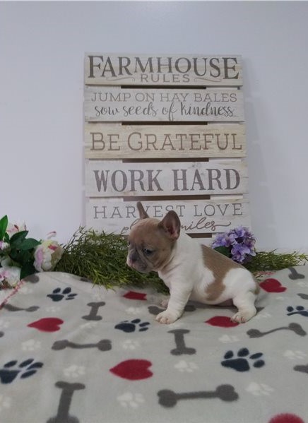 Gorgeous French Bulldog puppies available Image eClassifieds4u