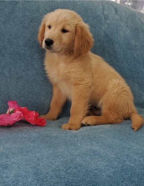 Gorgeous Golden Retriever puppies Ready for loving homes Image eClassifieds4u