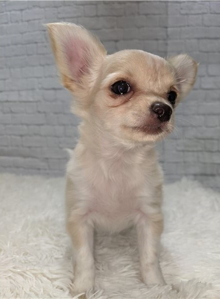 Gorgeous male and female Chihuahua puppies for great families Image eClassifieds4u