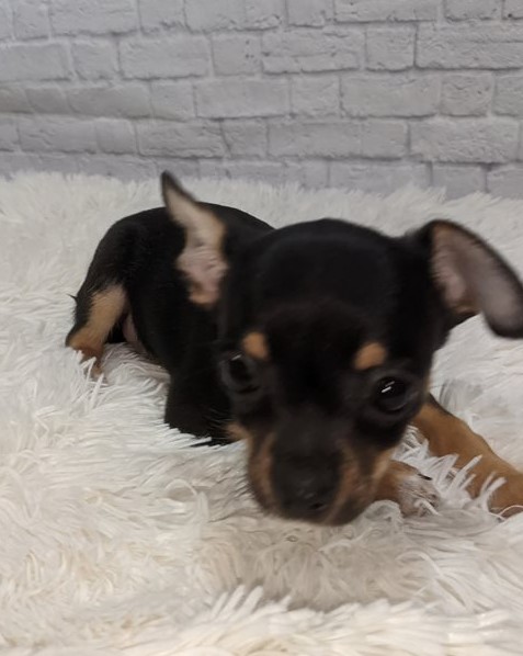 Gorgeous male and female Chihuahua puppies for great families Image eClassifieds4u