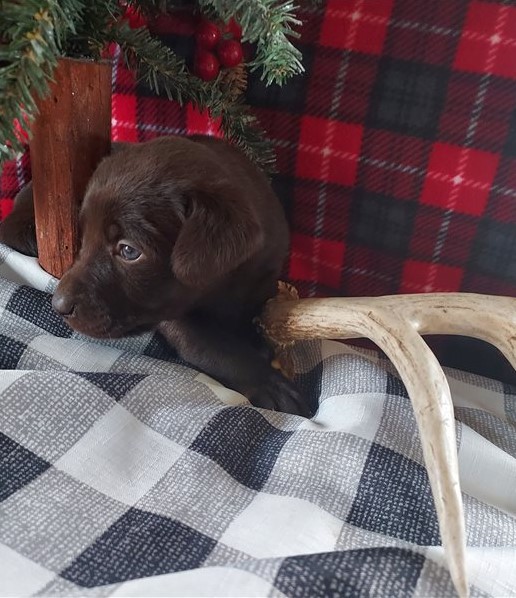 Healthy Labrador Retriever Puppies Image eClassifieds4u