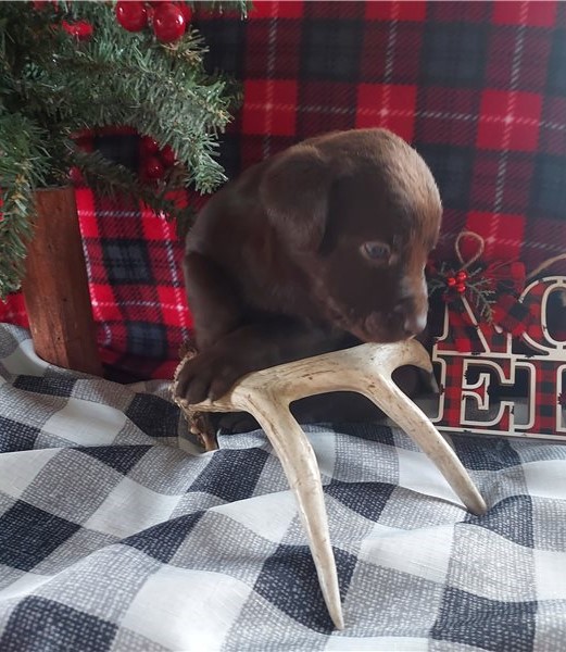 Healthy Labrador Retriever Puppies Image eClassifieds4u