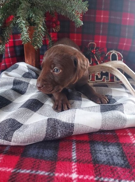 Labrador Retriever Puppies for Sale Image eClassifieds4u