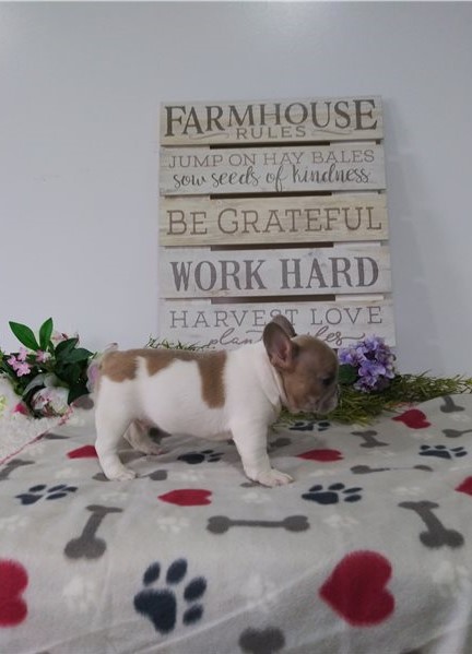 lovely French Bulldog for free adoption Image eClassifieds4u