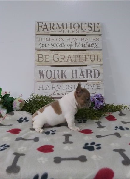 lovely French Bulldog for free adoption Image eClassifieds4u