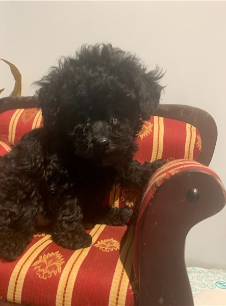 Lovely Toy Poodle puppies for adoption Image eClassifieds4u