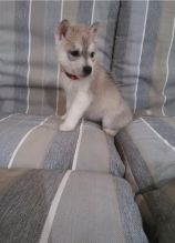 2 Excellent Siberian Husky Puppies up for adoption Image eClassifieds4u 3