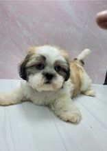 Adorable AKC Reg, Shih Tzu Pupps ready for good homes.. Image eClassifieds4u 3