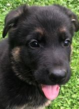 Adorable German Shepherd Puppies Image eClassifieds4u 3