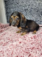 Adorable male and female Dachshund Puppies For Adoption Image eClassifieds4u 3