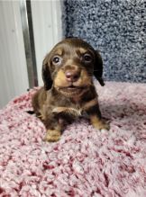 Adorable male and female Dachshund Puppies For Adoption Image eClassifieds4u 3